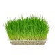 Flamingo Cat Grass Seed Herba