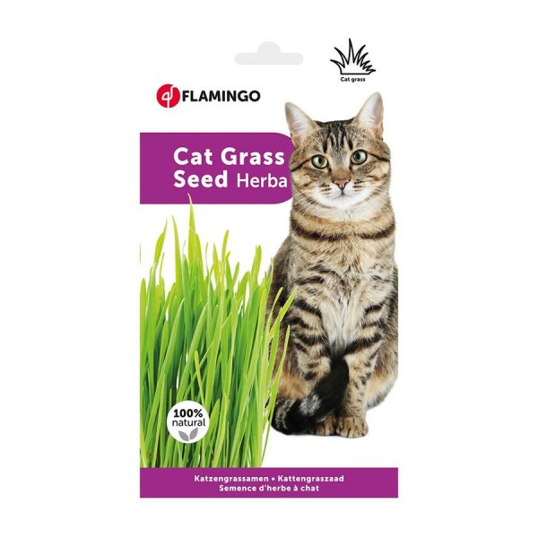 Flamingo Cat Grass Seed Herba