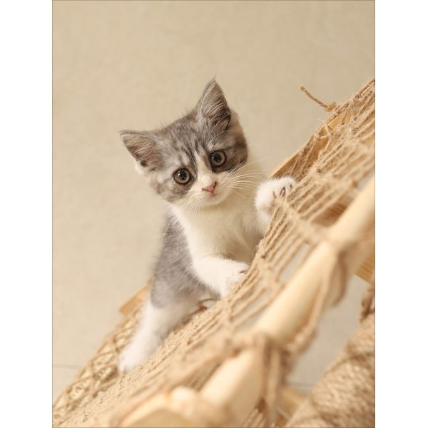 New Large Size Pet Climbing Net Cat Climbing Frame Wooden Cat Nest,Cat Rack for Multiple Cats,Multifunctional Cat Toy - Length 65 cm x Width 40 cm x Hight  85cm ,