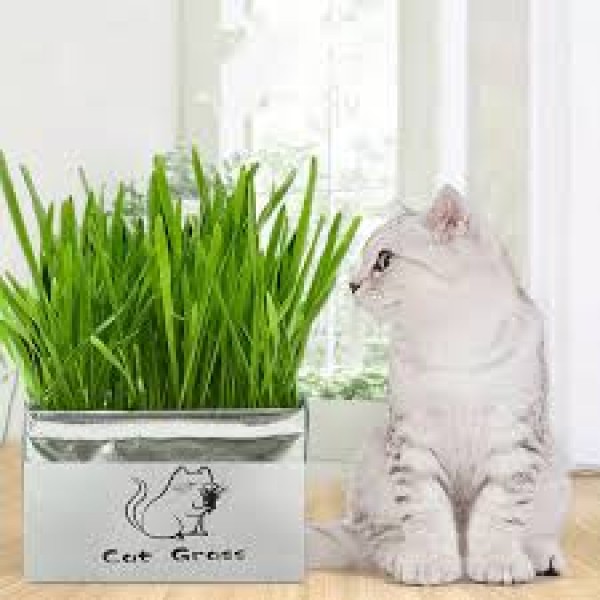 M-PETS Grow Cat Grass ( 70g )