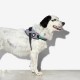 Zee.Dog Urban Flyharness (Size 1)