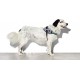 Zee.Dog Urban Flyharness (Size 3)