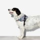 Zee.Dog Urban Flyharness (Size 4)