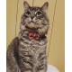 Pawise Cat Collar with Bowknot Red