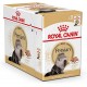 ROYAL CANIN ADULT PERSIAN 1 BOX -12 PS ( 85 G )