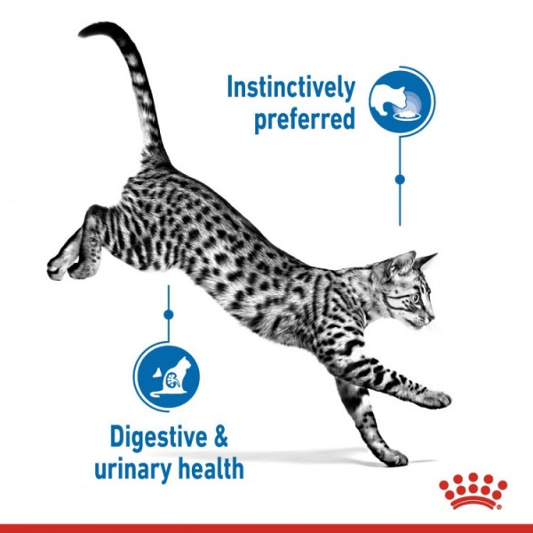 ROYALCANIN INDOOR STERILISED JELLY 1 BOX-12PCS(85g)