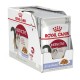 ROYAL CANIN INSTINCTIVE JELLY 1 BOX-12 PS ( 85 G )