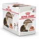 royal canin AGEING +12 GRAVY 1 box-12pcs(85g)