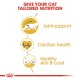 ROYAL CANIN ADULT MAINE COON ( 2 Kg )