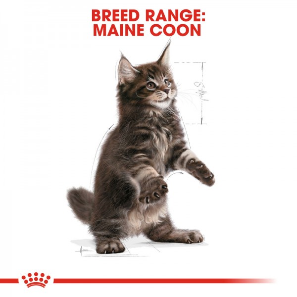 ROYAL CANIN KITTEN MAINE COON ( 2 Kg )