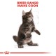 ROYAL CANIN KITTEN MAINE COON ( 2 Kg )