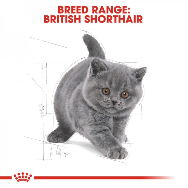 ROYAY CANIN KITTEN BRITISH SHORTHAIR ( 2kg )